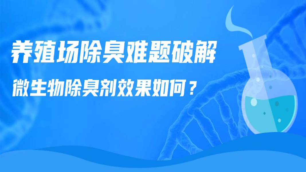 養(yǎng)殖場除臭難題破解：微生物除臭劑效果如何？