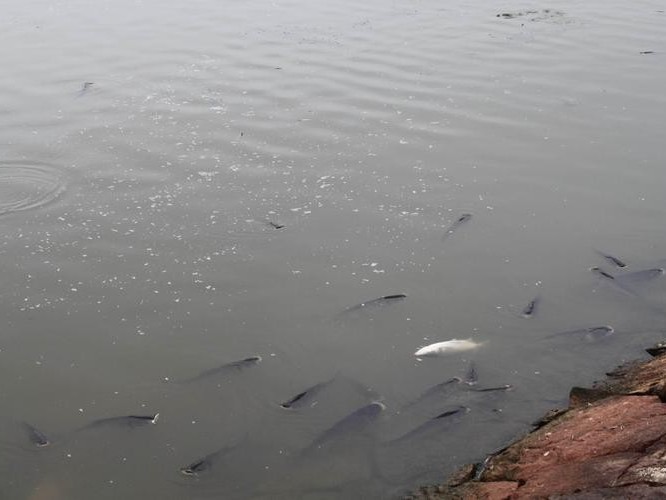 養(yǎng)殖魚塘如何解決臭味？微生物除臭劑成最佳選